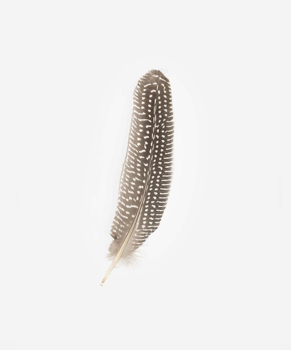 Guinea Rounds Hat Feather display picture 1